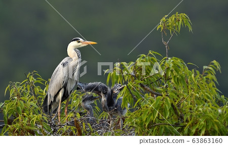 Heron, bird, animal, bird Heron, bird, animal, bird 63863160