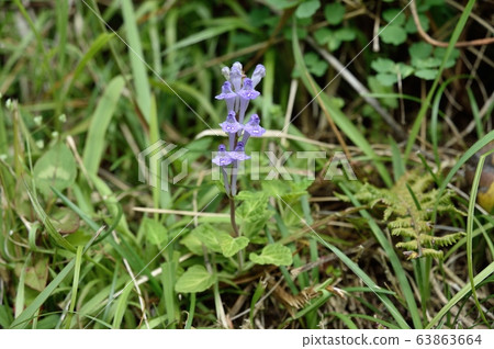 黃芩 黃芩 63863664