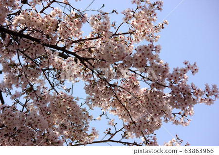 Oshima cherry tree which blooms along the road in the residential area of Suginami Ward (7) Oshima cherry tree which blooms along the road in the residential area of Suginami Ward (7) 63863966