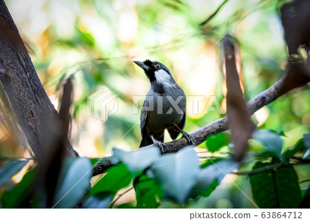 Bird (Black-throated Laughingthrush) in nature 63864712