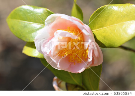 Camellia (Yukikomachi) 63865884