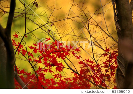 Autumn leaves 63866040
