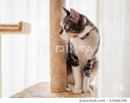 Cat sitting on the cat tower Cat sitting on the cat tower 63866396