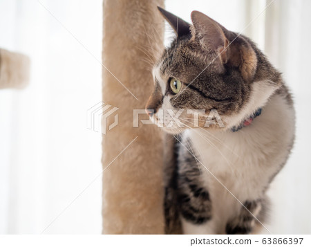 Cat sitting on the cat tower 63866397
