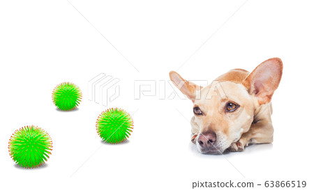 ill sick dog with illness  , coronavirus all over 63866519