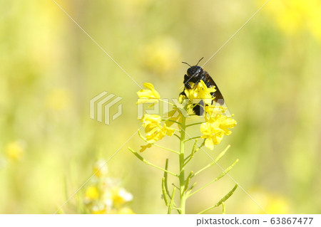 Creatures, insects, and bees, flying in early March are overwintering individuals. It is a female with a black face Creatures, insects, and bees, flying in early March are overwintering individuals. It is a female with a black face 63867477