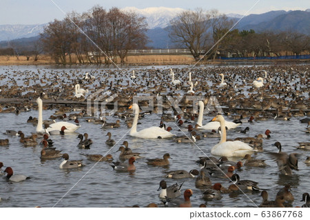兵庫縣候鳥樂園-餵食後... 兵庫縣候鳥樂園-餵食後... 63867768