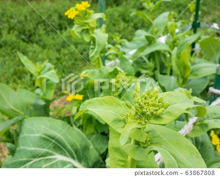 Cultivation of Norabou rape (rapeseed) 63867808