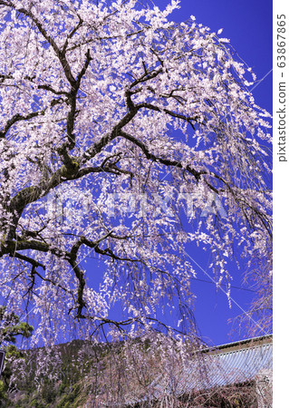 (山梨縣)三門山旁山櫻枝櫻桃樹 (山梨縣)三門山旁山櫻枝櫻桃樹 63867865
