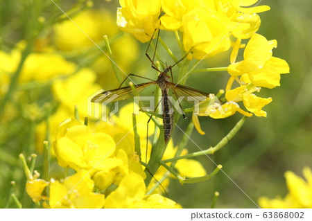Creatures Insects Giraffe, March. Adults that have emerged eat with rape blossoms. Larvae seem to damage rice roots Creatures Insects Giraffe, March. Adults that have emerged eat with rape blossoms. Larvae seem to damage rice roots 63868002