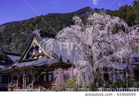 (山梨縣)美濃寬治寺,垂枝櫻花 (山梨縣)美濃寬治寺,垂枝櫻花 63868009