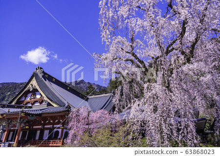 （山梨縣）美濃寬治寺，垂枝櫻花 63868023