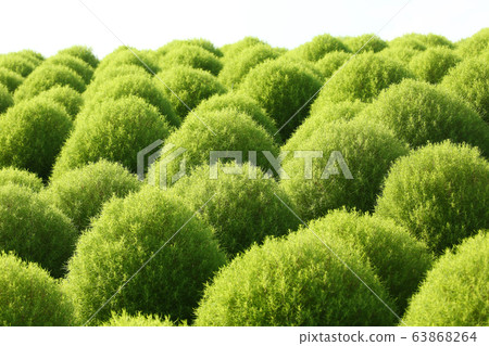 綠色Kokia 63868264