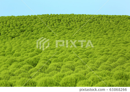 Blue sky and hill of Kochia 63868266