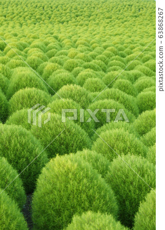 Green Kokia Green Kokia 63868267