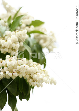 Acebi flower Acebi flower 63868589