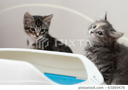 Two cute kittens are sitting near their litter box. Training kittens to the toilet 63869476