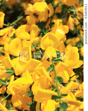 Enishida的花朵 63869911