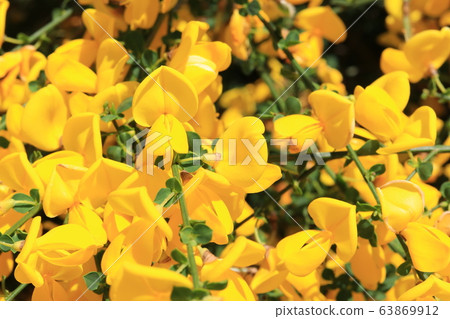 Enishida的花朵 63869912