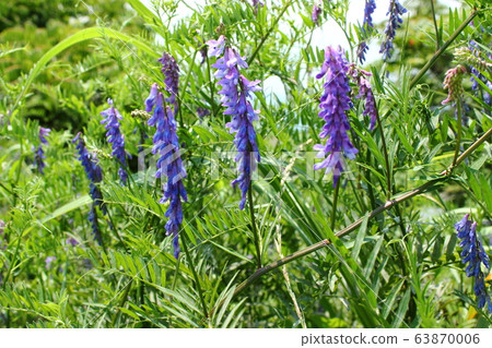  多花野碗豆 63870006