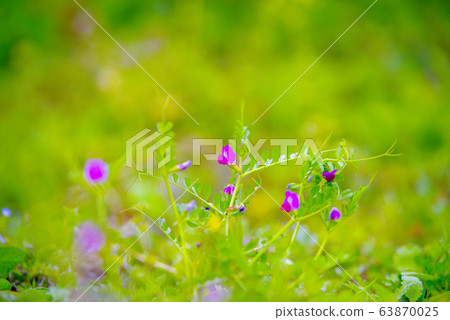 Crow pea -1 Crow pea -1 63870025