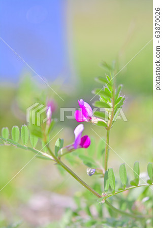 Crow pea -2 Crow pea -2 63870026