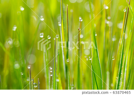 Morning dew Morning dew 63870465