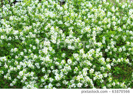 Ryukyu Bai flower 63870566