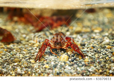 American crayfish 63870653