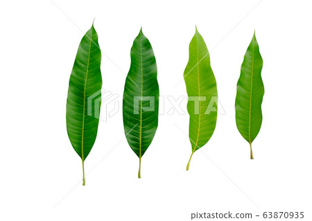 Green Mango leaves Isolated On White / clipping Green Mango leaves Isolated On White / clipping 63870935
