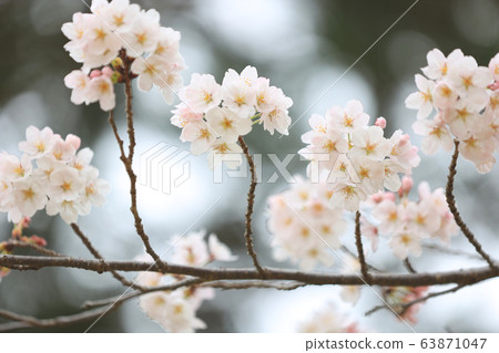 Yoshino cherry tree 63871047