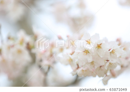 Yoshino cherry tree 63871049