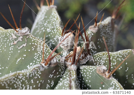 Cactus Hannya Thorn Cactus Hannya Thorn 63871140