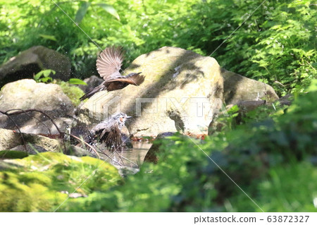 棕色有耳的bulbolk的浴 63872327