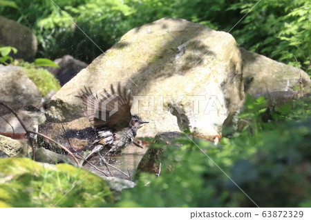 棕色有耳的bulbolk的浴 63872329