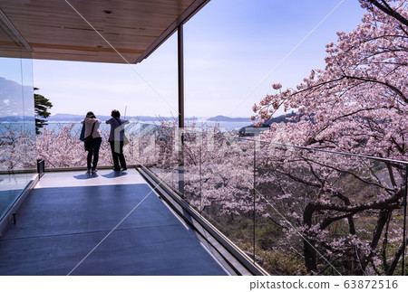 宮城縣松島町盛開的櫻花 63872516