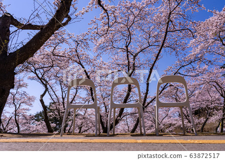 宮城縣松島町盛開的櫻花和西部的馬祖公園返回櫻花觀賞椅 63872517