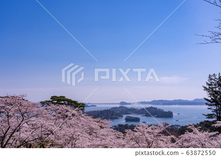 宮城縣松島町，盛開的櫻花，春天回來的松公園，春天的松島灣 63872550