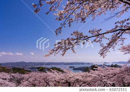 宮城縣松島町,盛開的櫻花,春天回來的松公園,春天的松島灣 宮城縣松島町,盛開的櫻花,春天回來的松公園,春天的松島灣 63872551