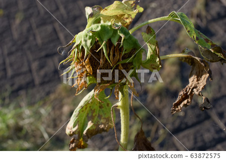 Sunflower withered 63872575