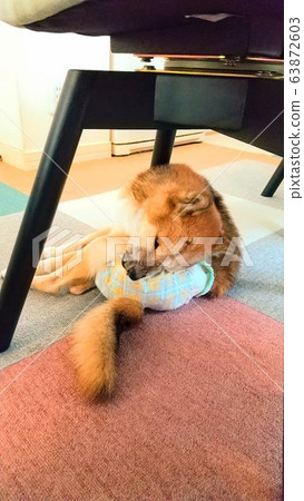 Bunta version of Chihuahua Bunta version of Chihuahua 63872603