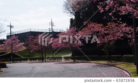 於玉Ju的陽光櫻花 63872656