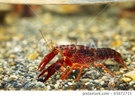 American crayfish 63872715