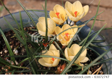 Potted crocus flower 63872747