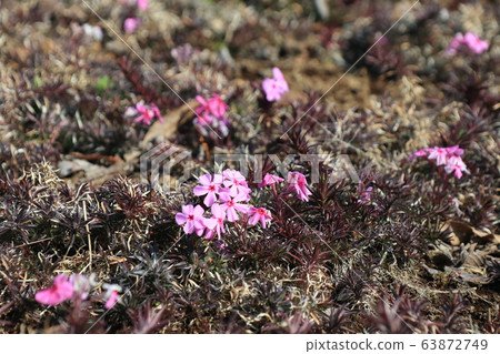 Shibazakura flowers that have begun to bloom 63872749