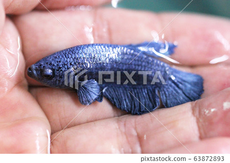 Betta Super Blue Halfmoon Plakat HMPK Male or Plakat Fighting Fish Splendens in Hand. Betta Super Blue Halfmoon Plakat HMPK Male or Plakat Fighting Fish Splendens in Hand. 63872893