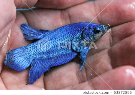 Betta Super Blue Halfmoon Plakat HMPK Male or Plakat Fighting Fish Splendens in Hand. Betta Super Blue Halfmoon Plakat HMPK Male or Plakat Fighting Fish Splendens in Hand. 63872896