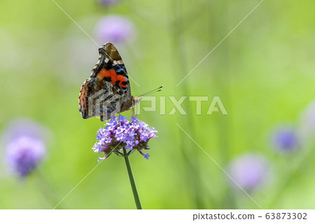 Acacathetha 63873302