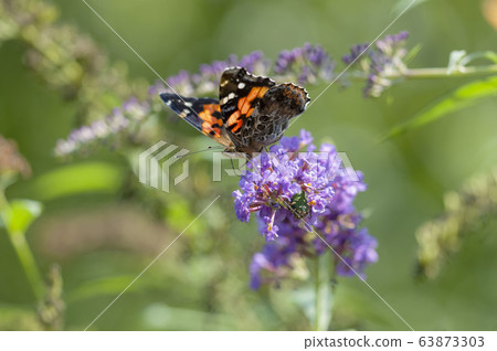 Acacathetha 63873303