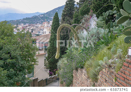 Drooping flower stem of Agave Attenuata plant in 63873741